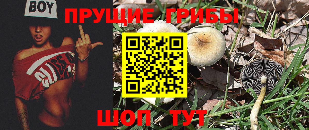 Сургут  Псилоцибиновые грибы прущие грибы  Вход с VPN  Псилоцибиновые грибы ЛСД 